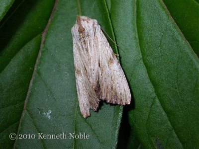 light arches (Apamea lithoxylaea) Kenneth Noble